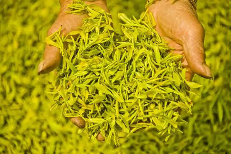 The Unique World of Yellow Tea