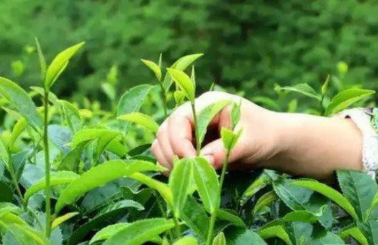 The Traditional Method OF Making Chinese Green Tea