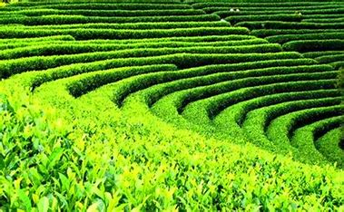 The Origin of Pu’er Tea: A Journey Through Yunnan’s Timeless Terroir