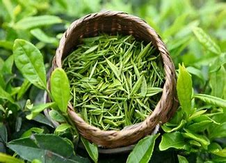 The Many Marvels of Green Tea: A Brewed Boost for Your Health